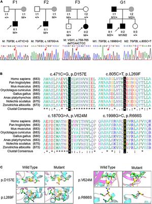 Genetic Screening Revealed Latent Keratoconus in Asymptomatic Individuals